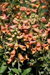 Firecracker Tender Foxglove (Digiplexis 'Firecracker') at Lakeshore Garden Centres