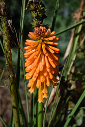 Pyromania Orange Blaze Torchlily (Kniphofia 'Orange Blaze') at Lakeshore Garden Centres