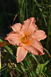 New Tangerine Twist Daylily (Hemerocallis 'New Tangerine Twist') at Lakeshore Garden Centres
