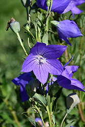 Fuji Blue Balloon Flower (Platycodon grandiflorus 'Fuji Blue') at Lakeshore Garden Centres