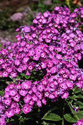 Garden Girls Cover Girl Garden Phlox (Phlox paniculata 'Cover Girl') at Peter Knippel Garden Centre