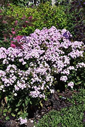 Garden Girls Fancy Girl Garden Phlox (Phlox paniculata 'Fancy Girl') at Lakeshore Garden Centres