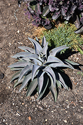 Purple People Eater Mangave (Mangave 'Purple People Eater') at Lakeshore Garden Centres