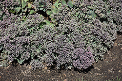 Rosy Cheeks Stonecrop (Sedum 'Rosy Cheeks') at Lakeshore Garden Centres