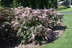 Pink Cascade Butterfly Bush (Buddleia 'Pink Cascade') at Lakeshore Garden Centres