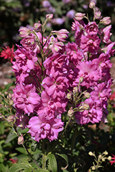 Pink Punch Larkspur (Delphinium 'Pink Punch') at Peter Knippel Garden Centre