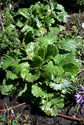 Ripple Effect Bergenia (Bergenia 'Ripple Effect') at Lakeshore Garden Centres
