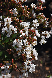 Barista Like a Latte Crapemyrtle (Lagerstroemia 'Like A Latte') at Lakeshore Garden Centres