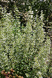 White Cloud Dwarf Calamint (Calamintha nepeta 'White Cloud') at Lakeshore Garden Centres