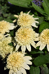 Double Coded Butter Pecan Coneflower (Echinacea 'Butter Pecan') at Lakeshore Garden Centres