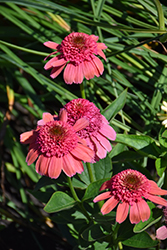 Double Dipped Rainbow Sherbet Coneflower (Echinacea 'Rainbow Sherbet') at Lakeshore Garden Centres