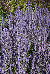 Sage Advice Russian Sage (Perovskia atriplicifolia 'Sage Advice') at Peter Knippel Garden Centre