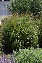 Prairie Winds Apache Rose Switch Grass (Panicum virgatum 'Apache Rose') at Peter Knippel Garden Centre
