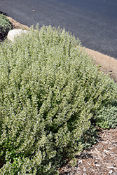 White Cloud Dwarf Calamint (Calamintha nepeta 'White Cloud') at Lakeshore Garden Centres