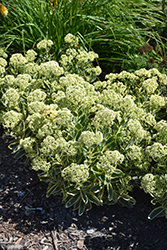 Frosted Fire Stonecrop (Sedum 'Frosted Fire') at Peter Knippel Garden Centre
