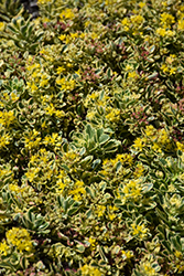 Rock 'N Low Boogie Woogie Stonecrop (Sedum 'Boogie Woogie') at Lakeshore Garden Centres