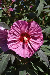 Summerific Berry Awesome Hibiscus (Hibiscus 'Berry Awesome') at Peter Knippel Garden Centre