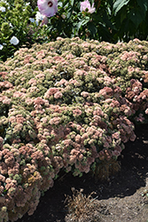 Rock 'N Grow Coraljade Stonecrop (Sedum 'Coraljade') at Peter Knippel Garden Centre
