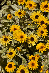 Touch Of Blush False Sunflower (Heliopsis helianthoides 'Touch Of Blush') at Lakeshore Garden Centres