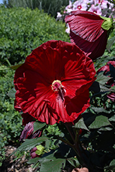 Summerific Cranberry Crush Hibiscus (Hibiscus 'Cranberry Crush') at Peter Knippel Garden Centre