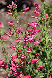 Bejeweled Rose Rhinestones Beard Tongue (Penstemon barbatus 'Rose Rhinestone') at Peter Knippel Garden Centre