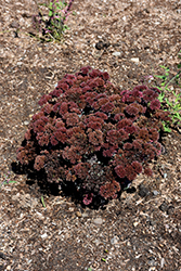 Rock 'N Grow Midnight Velvet Stonecrop (Sedum 'Midnight Velvet') at Lakeshore Garden Centres