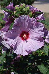 Summerific Lilac Crush Hibiscus (Hibiscus 'Lilac Crush') at Peter Knippel Garden Centre