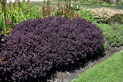 Strawberry Milkshake Stonecrop (Sedum 'Strawberry Milkshake') at Lakeshore Garden Centres