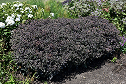Night Light Stonecrop (Sedum 'Night Light') at Lakeshore Garden Centres