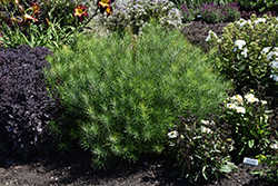 String Theory Blue Star (Amsonia 'String Theory') at Peter Knippel Garden Centre