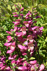 Rising Phoenix Tender Foxglove (Digiplexis 'Rising Phoenix') at Lakeshore Garden Centres