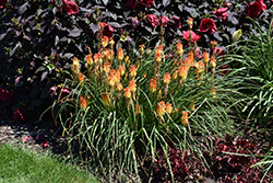 Pyromania Backdraft Torchlily (Kniphofia 'Backdraft') at Lakeshore Garden Centres