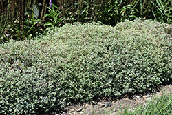 Steel The Show Stonecrop (Sedum 'Steel The Show') at Lakeshore Garden Centres