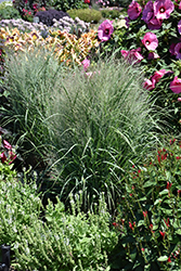 Gunsmoke Switch Grass (Panicum virgatum 'Gunsmoke') at Lakeshore Garden Centres