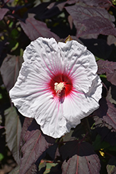 Dark Mystery Hibiscus (Hibiscus 'Dark Mystery') at Peter Knippel Garden Centre