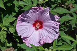 Summerific Lilac Crush Hibiscus (Hibiscus 'Lilac Crush') at Peter Knippel Garden Centre