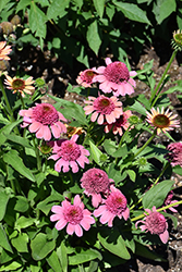 Double Dipped Rainbow Sherbet Coneflower (Echinacea 'Rainbow Sherbet') at Lakeshore Garden Centres