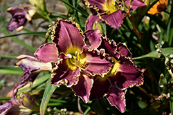 Cosmic Struggle Daylily (Hemerocallis 'Cosmic Struggle') at Lakeshore Garden Centres