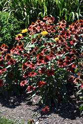 Color Coded Frankly Scarlet Coneflower (Echinacea 'Frankly Scarlet') at Golden Acre Home & Garden