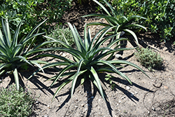 Shadow Waltz Mangave (Mangave 'Shadow Waltz') at Lakeshore Garden Centres