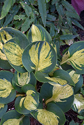 Mouseketeer Hosta (Hosta 'Mouseketeer') at Lakeshore Garden Centres