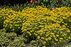 American Gold Rush Coneflower (Rudbeckia 'American Gold Rush') at Peter Knippel Garden Centre