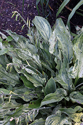 Emperor's New Clothes Hosta (Hosta 'Emperor's New Clothes') at A Very Successful Garden Center