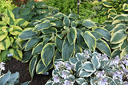 Shadowland Wu-La-La Hosta (Hosta 'Wu-La-La') at Lakeshore Garden Centres