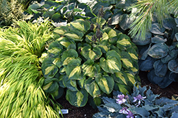 Beyond Glory Hosta (Hosta 'Beyond Glory') at Lakeshore Garden Centres