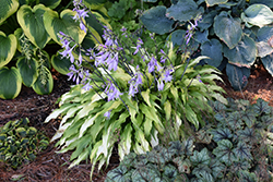 Curly Fries Hosta (Hosta 'Curly Fries') at The Mustard Seed