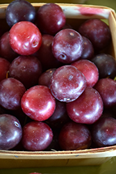 Methley Plum (Prunus salicina 'Methley') at Lakeshore Garden Centres