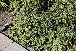 Night Light Moneywort (Lysimachia alfredii 'Night Light') at Lakeshore Garden Centres