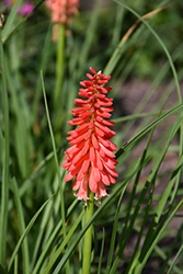 Color The Sky Crimson Torchlily (Kniphofia 'Color The Sky Crimson') at Lakeshore Garden Centres