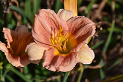 EveryDaylily Cerise Daylily (Hemerocallis 'VER00157') at Lakeshore Garden Centres